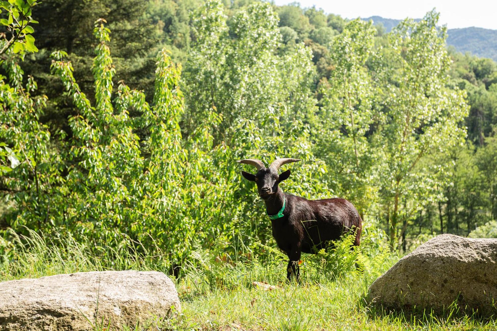 Ca La Montse Villa Viladrau Eksteriør billede